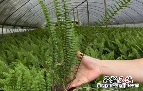 肾蕨该怎么种植 肾蕨该怎么种植图片