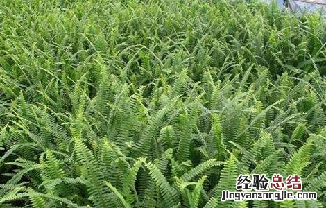 肾蕨该怎么种植 肾蕨该怎么种植图片