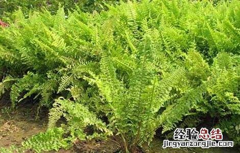 肾蕨该怎么种植 肾蕨该怎么种植图片