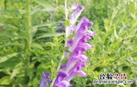 黄芩病虫害防治技术研究 黄芩病虫害防治技术