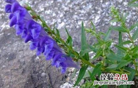 黄芩病虫害防治技术研究 黄芩病虫害防治技术