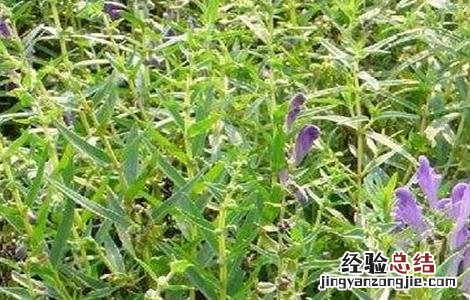 黄芩病虫害防治技术研究 黄芩病虫害防治技术