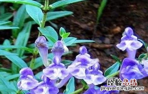 黄芩病虫害防治技术研究 黄芩病虫害防治技术