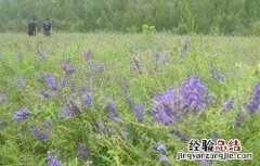 黄芩病虫害防治技术研究 黄芩病虫害防治技术