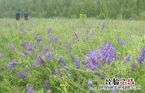 黄芩病虫害防治技术研究 黄芩病虫害防治技术