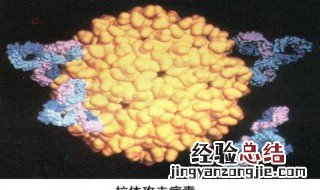 抗体是什么意思好的还是坏 抗体简述