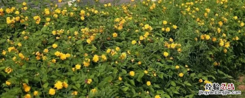 河南适合种植哪些名贵树木，附棣棠、珍珠梅等植物的习性特点