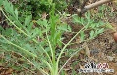 防风抽苔的原因及防治方法有哪些 防风抽苔的原因及防治方法