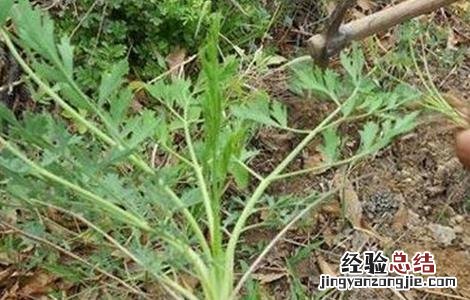 防风抽苔的原因及防治方法有哪些 防风抽苔的原因及防治方法