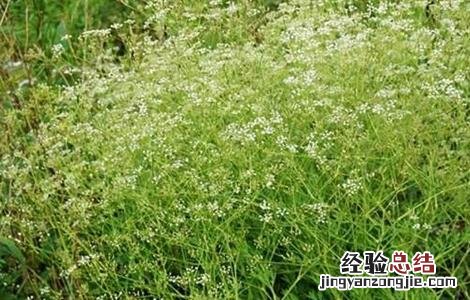 防风抽苔的原因及防治方法有哪些 防风抽苔的原因及防治方法