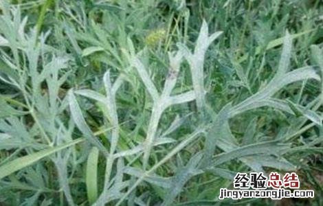 防风抽苔的原因及防治方法有哪些 防风抽苔的原因及防治方法