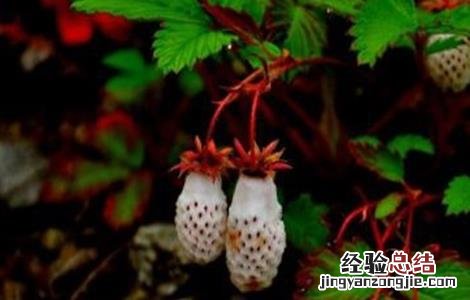 草莓种植如何管理 野草莓种植该怎么管理