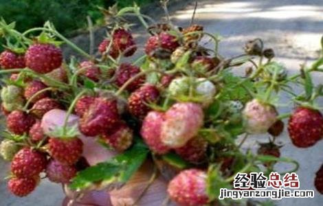 草莓种植如何管理 野草莓种植该怎么管理