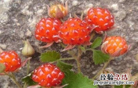 草莓种植如何管理 野草莓种植该怎么管理