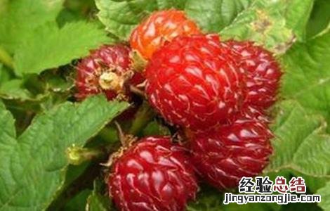 草莓种植如何管理 野草莓种植该怎么管理