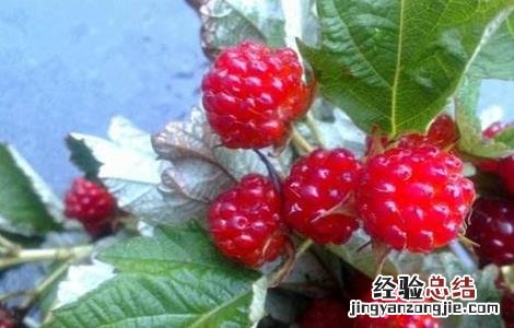 草莓种植如何管理 野草莓种植该怎么管理