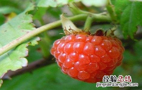 野草莓该怎么种 野草莓怎么种植