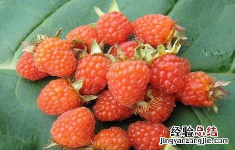 野草莓该怎么种 野草莓怎么种植