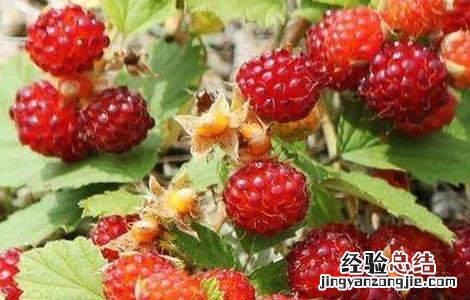 野草莓该怎么种 野草莓怎么种植