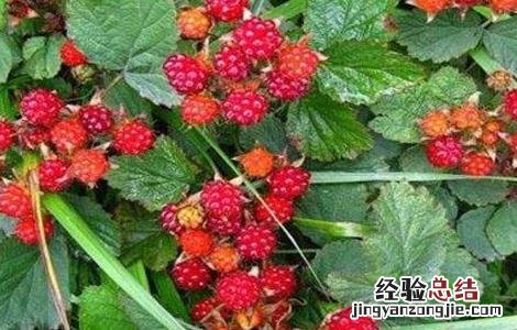 野草莓该怎么种 野草莓怎么种植