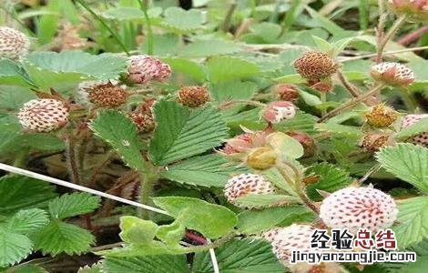 野草莓该怎么种 野草莓怎么种植
