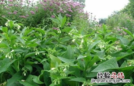 紫草种植条件 紫草的种植