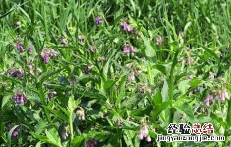 紫草种植条件 紫草的种植