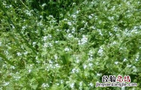 紫草种植条件 紫草的种植