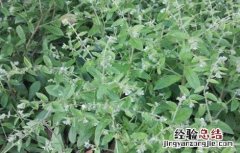 紫草种植条件 紫草的种植