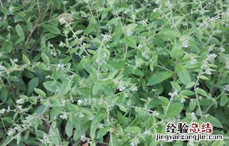 紫草种植条件 紫草的种植
