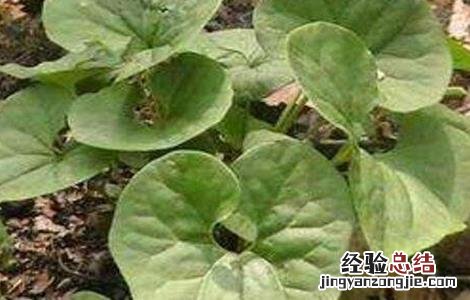 细辛种植需要注意什么 细辛种植需要注意什么