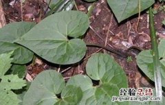 细辛种植需要注意什么 细辛种植需要注意什么