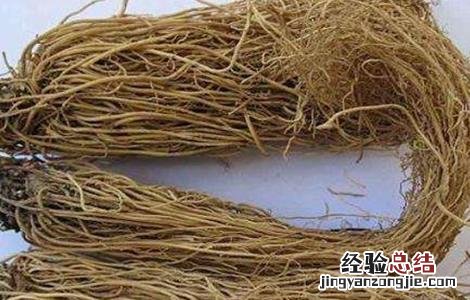 细辛种植需要注意什么 细辛种植需要注意什么