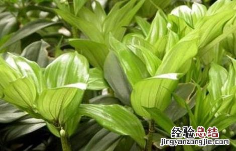 种植玉竹如何管理视频 种植玉竹如何管理