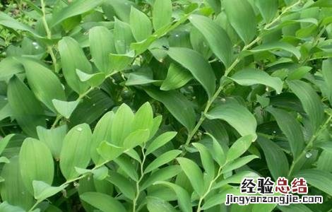 种植玉竹如何管理视频 种植玉竹如何管理