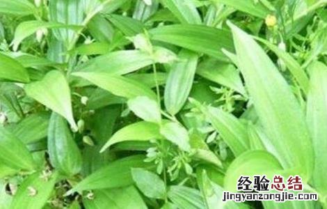 种植玉竹如何管理视频 种植玉竹如何管理