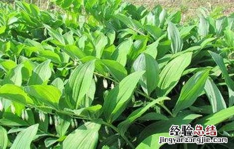 种植玉竹如何管理视频 种植玉竹如何管理