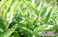种植玉竹如何管理视频 种植玉竹如何管理