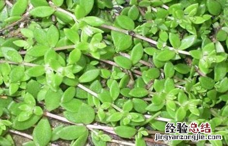 垂盆草如何种植 垂盆草种植基地