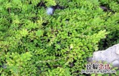 垂盆草如何种植 垂盆草种植基地