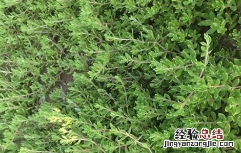 垂盆草如何种植 垂盆草种植基地