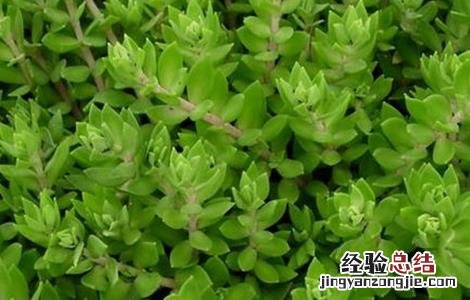 垂盆草如何种植 垂盆草种植基地