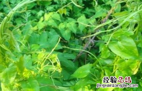 何首乌种植需要注意哪些问题 种植何首乌需要什么样的条件