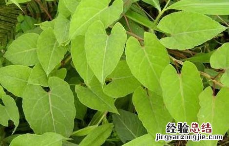 何首乌种植需要注意哪些问题 种植何首乌需要什么样的条件