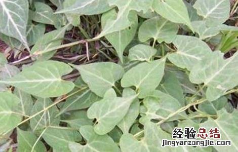 何首乌种植需要注意哪些问题 种植何首乌需要什么样的条件