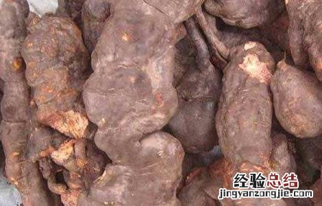 何首乌种植需要注意哪些问题 种植何首乌需要什么样的条件