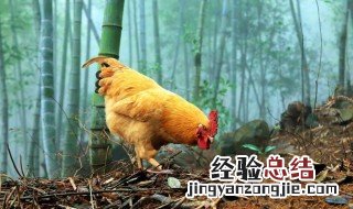 腌制整只腊鸡方法 腌制整只腊鸡方法视频