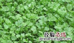 秋天适合种什么 秋天适合种什么花?