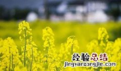 油菜花是由什么组成的? 油菜花属于什么花