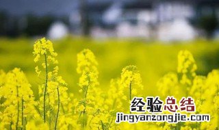 油菜花是由什么组成的? 油菜花属于什么花